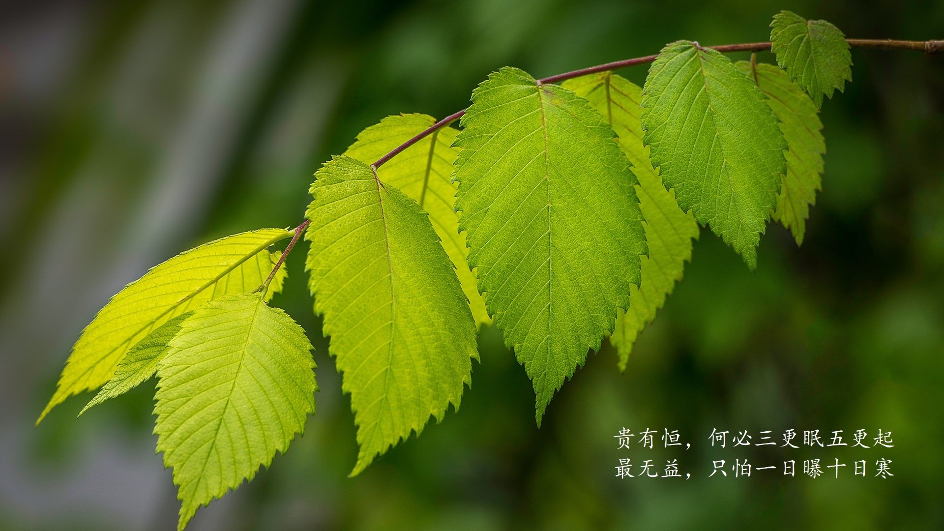 MVP王强:凭借关键三分获得全场最有价值球员!,王强怎么样