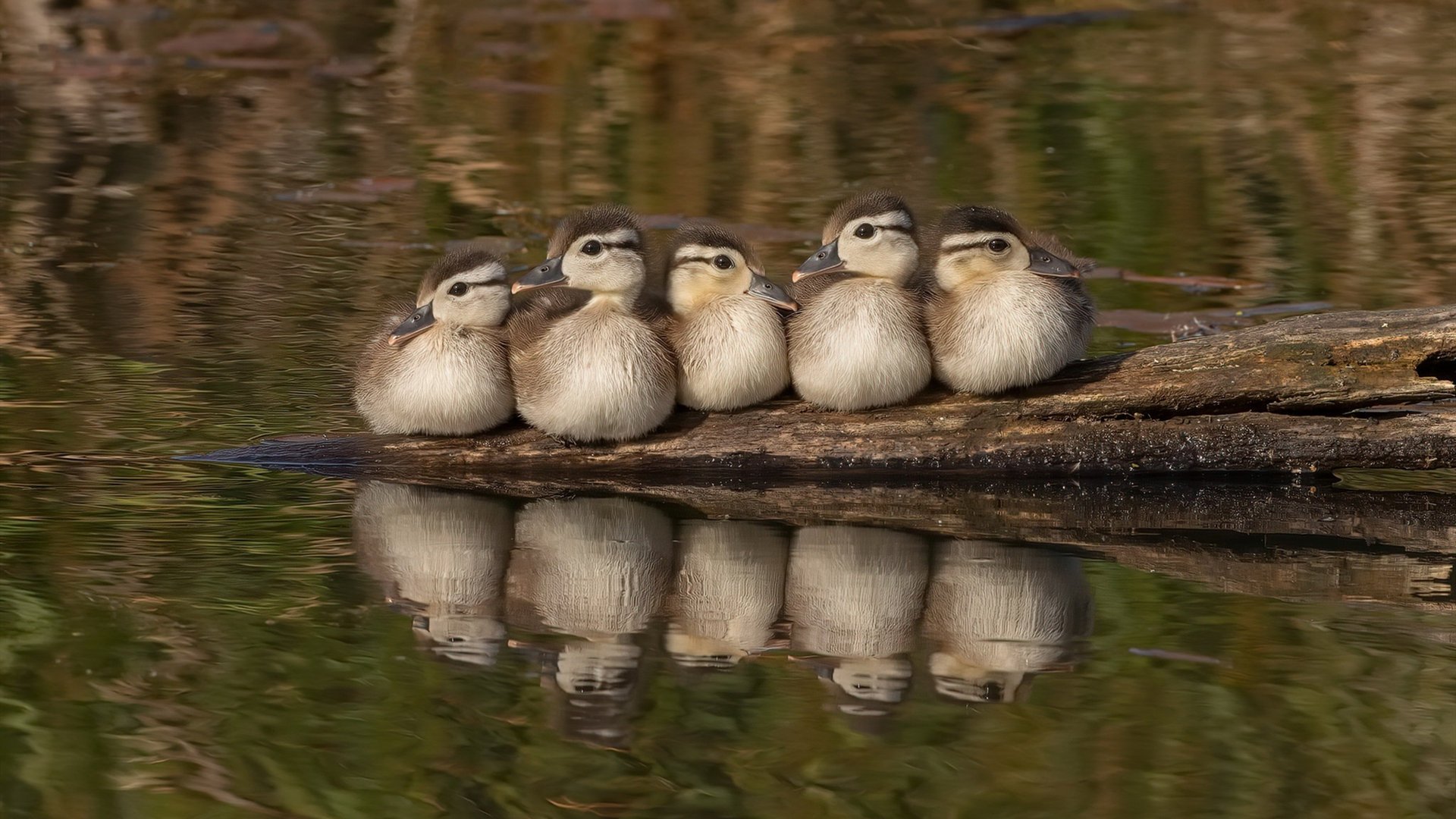 _森林狼队士气正盛，向季后赛发起冲击_，森林狼队比赛
