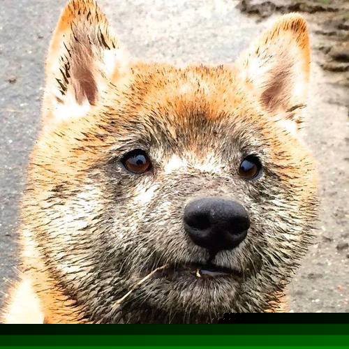 _火箭新老结合,逐步追赶季后赛队伍_,火箭队季后赛赛程2020