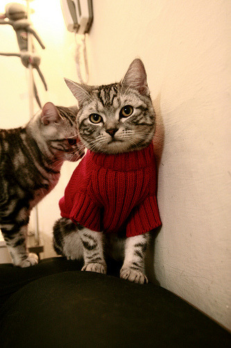 “山谷飞驰：陡峭赛段的速度激情”，山谷飞鸟