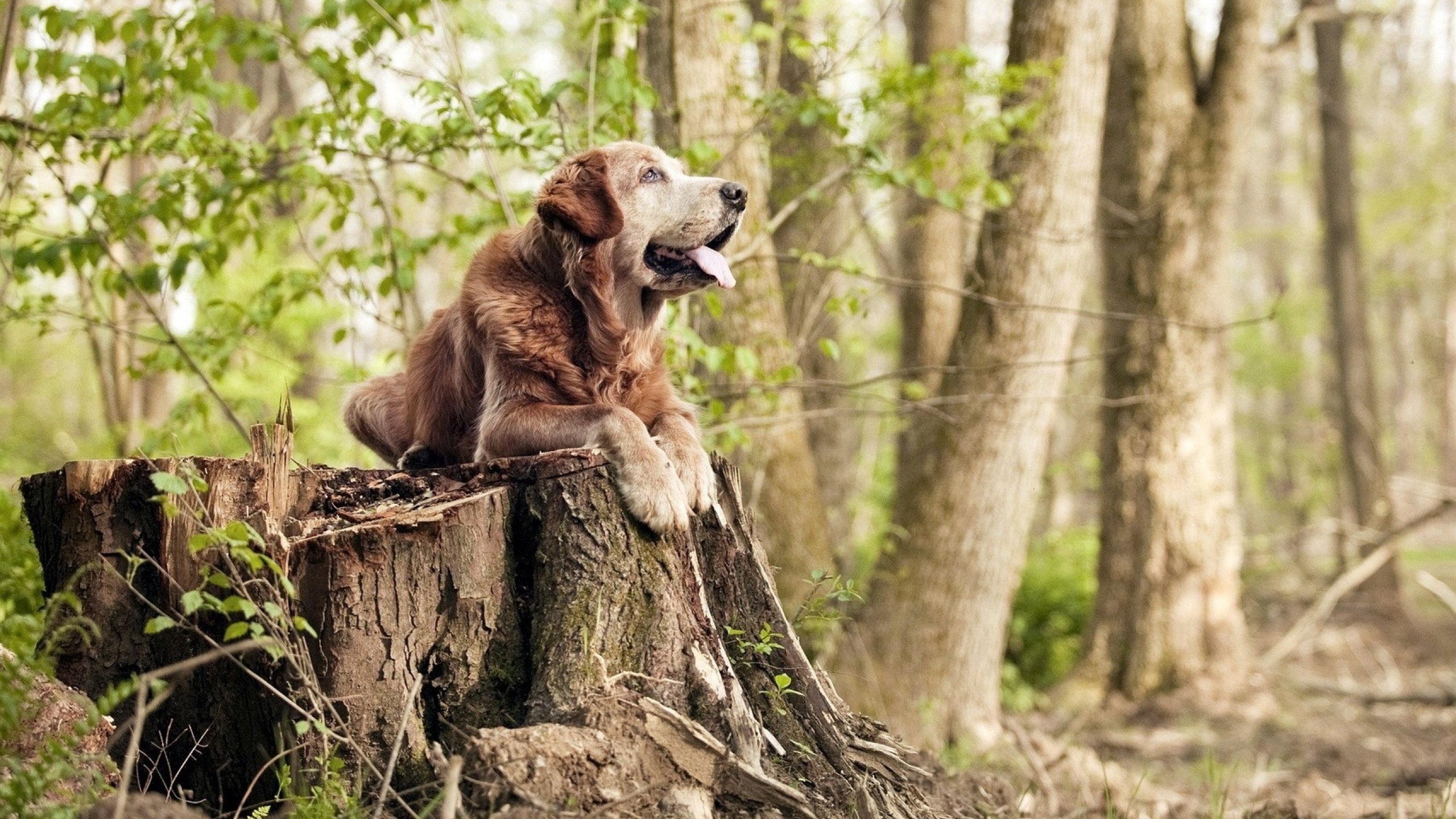 _魔术队士气激增,追逐季后赛梦想_,魔术队2020