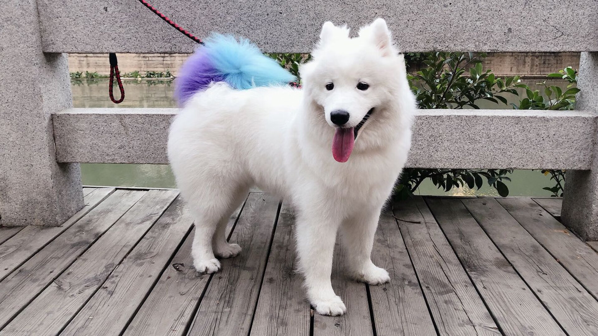 “未来之星:全国青少年足球冠军争霸赛圆满闭幕”,世界足球未来之星